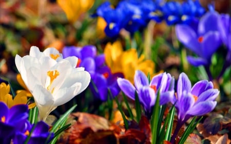 Crocuses - flowers, nature, crocuses, flower, crocus