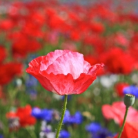 Poppies