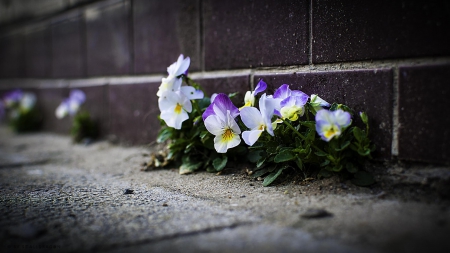 Spring - lovely, spring, nature, pink, beautiful, green, flowers, photo, cute, flower