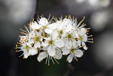 Spring - beautiful, spring, lovely, photo, flower, pink, flowers, nature, green, cute