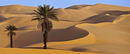 Desert - datepalm, sky, desert, wonderful