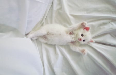 Hug Me ♥ - white cat, photography, sweet, cat, white, kitten, cute, adorable, kitty