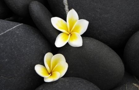 Plumeria and Stones - flowers, stone, Plumerias, Plumeria, flower, stones