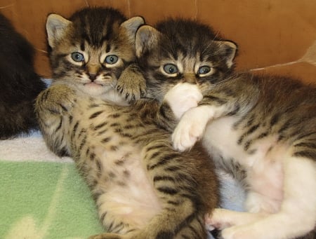 adorable kittens - pets, striped kittens, furry, babies, qute, lovely, kittens, brothers, infant cats