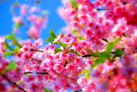 PINK SPRING - cherry tree, blossoms, japan, sakura, spring