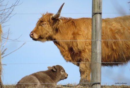 Sweet Baby Spring - animal, mother, baby, spring, country, bull, fence, field, new, steer, cow, nature, horn