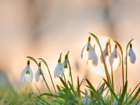 Snowdrops At Night - flowers, clouds, moon, nature, snowdrops, beauty, grass, sky