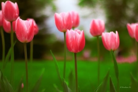 Tulips - flowers, pink, tulips, soft