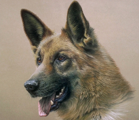 Portrait of beautiful German Shepherd - georgeus, portrait, dog, german shepherd