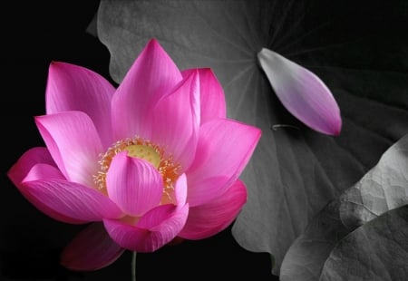 Pink lotus - nice, colors, flowers, beauiful