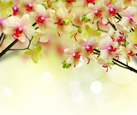 ♥Orchids♥ - flowers, spring, orchid, blossom