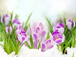 â™¥Crocusesâ™¥