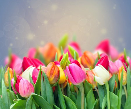 â™¥Tulipsâ™¥ - bloom, tulips, flowers, spring, colorful