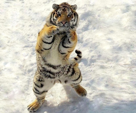 Do you want to fight with me .... better not - image, big cat tiger, expression, color, new, wallpaper