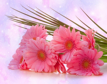 Pink gerberas - style, nice, beauiful, colors, flowers