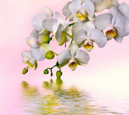 ♥Orchid♥ - flowers, white, water, orchid, reflection