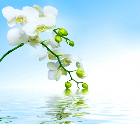 â™¥Orchidâ™¥ - white, reflection, orchid, water, flowers