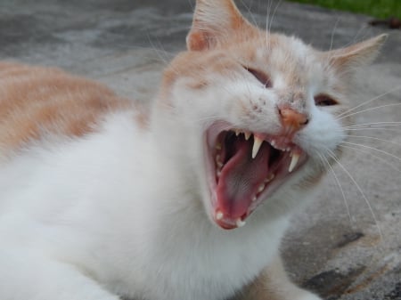 Yawn cute cat