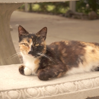 Pumpkin cat lying beautiful face eyes waiting