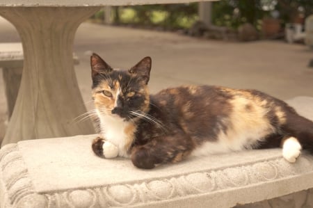 Pumpkin cat lying beautiful face eyes waiting - waiting, beautiful, cute, eyes, face, lying, cat, animals