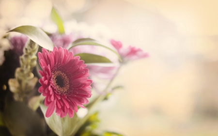 Beautiful Flowers - nature, gerbera, pink, beautiful, summer, flowers, bouquet