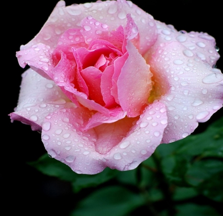 After rain - nice, style, beauiful, flowers, colors, rose