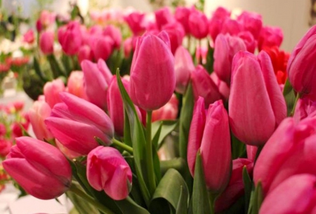 Flower exhibition - nice, style, beauiful, tulips, flowers, colors