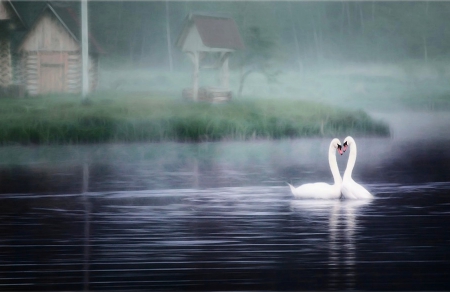 Swan love in the foggy morning - swan love the foggy morning, wallpaper, color, expression, new