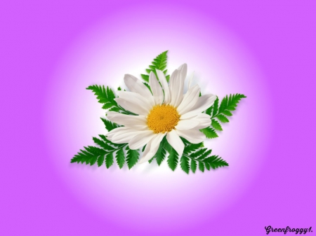 WHITE DAISY - white, creation, purple, daisy