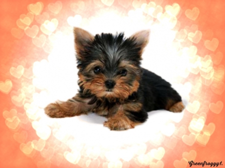 CUTE PUPPY - hearts, puppy, creation, cute