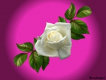 WHITE ROSE