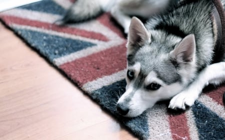 Husky - animal, pretty, cute, animals, beautiful, sweet, puppy, puppys, dogs, lovely, dog