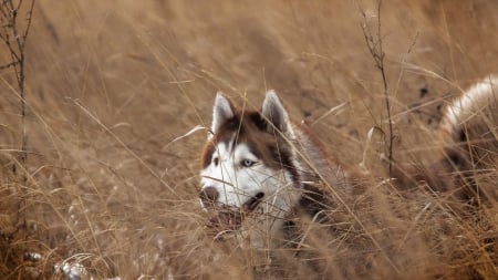 Husky - animal, pretty, cute, animals, beautiful, sweet, puppy, puppys, dogs, lovely, dog