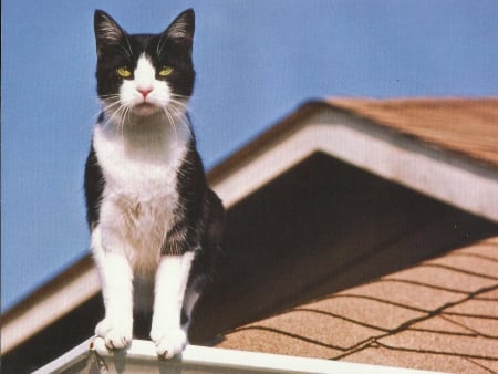 Cat - paws, cat, cute, roof