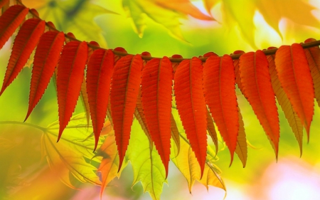 Leaves - red, leaves, nature, nice