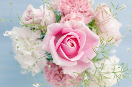 ♥Pink Roses♥