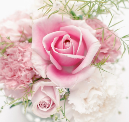 ♥Pink Roses♥