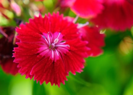 Flower - flower, flowers, blossom, nature, green