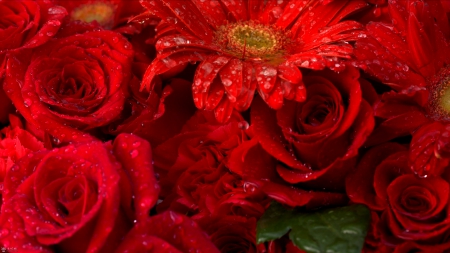 RED SPRING - roses, nature, water drops, red, spring