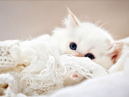 Kitten - white, animal, kitten, cute, cat, blue eyes