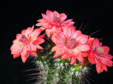 Cactus - flowers, detailed, macro, cactus, flower