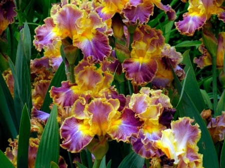 Irises - flowers, irises, nature, irise, flower