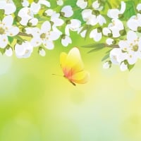 Apple Blossoms Yellow Butterflies