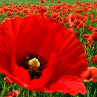 Sing a Song of Poppies