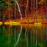 FOREST LAKE IN REFLECTION