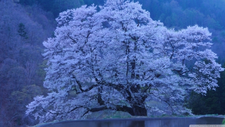 Blossomed tree - blossoms, forest, wallpaper, water, landscape, flowers, spring, hd, blue, lake, petals, reflection, tree, scene, nature