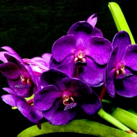 PURPLE ORCHIDS for ORCHID(Orchid4)