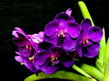 PURPLE ORCHIDS for ORCHID(Orchid4) - nature, orchids, purple, gift, friend