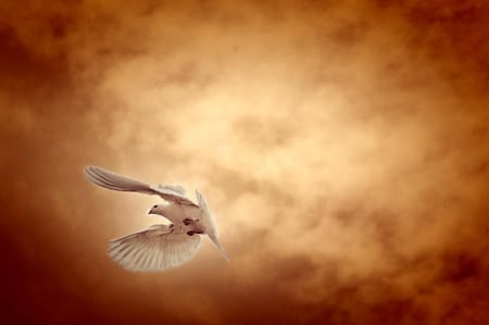 Hope - hope, dove, fly, wings