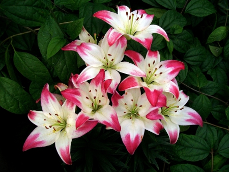 Springtime Lilies - flowers, lilies, Easter, Spring